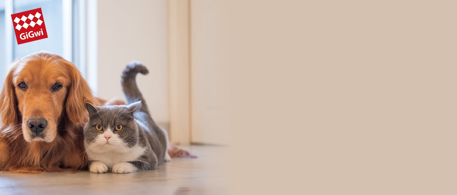 interactive cat toy