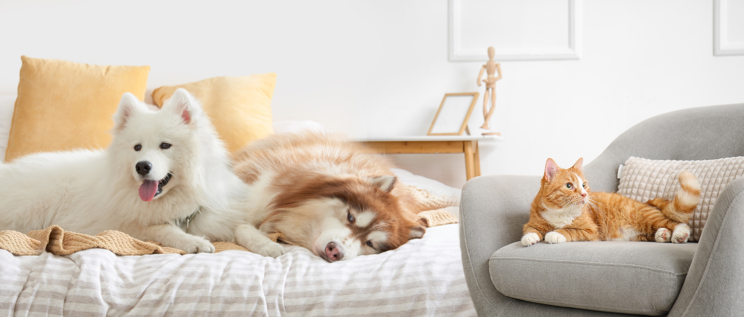 human dog bed