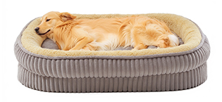 dog bed