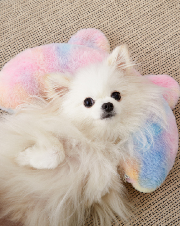 dog pillow