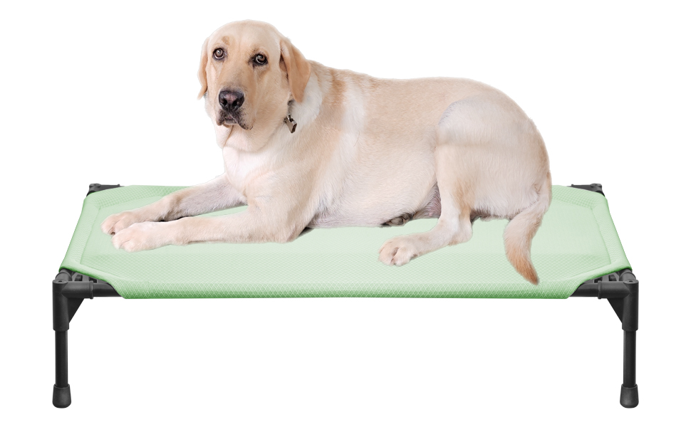 dog bed