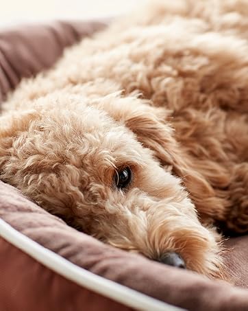 Dog Bed