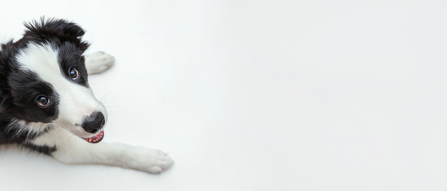prong collar for dogs