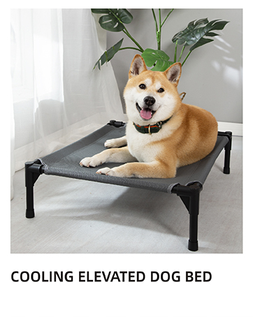 dog bed