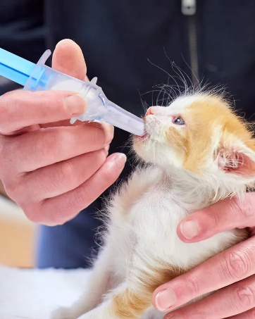 Kitten Bottle Kit