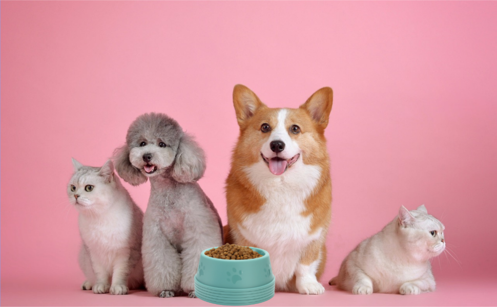 Plastic Dog Bowl 1