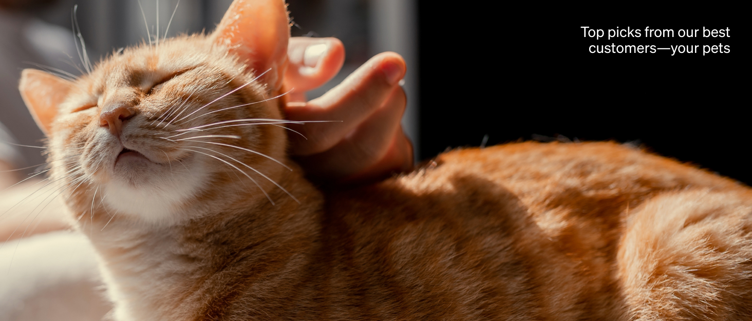 automatic cat feeder