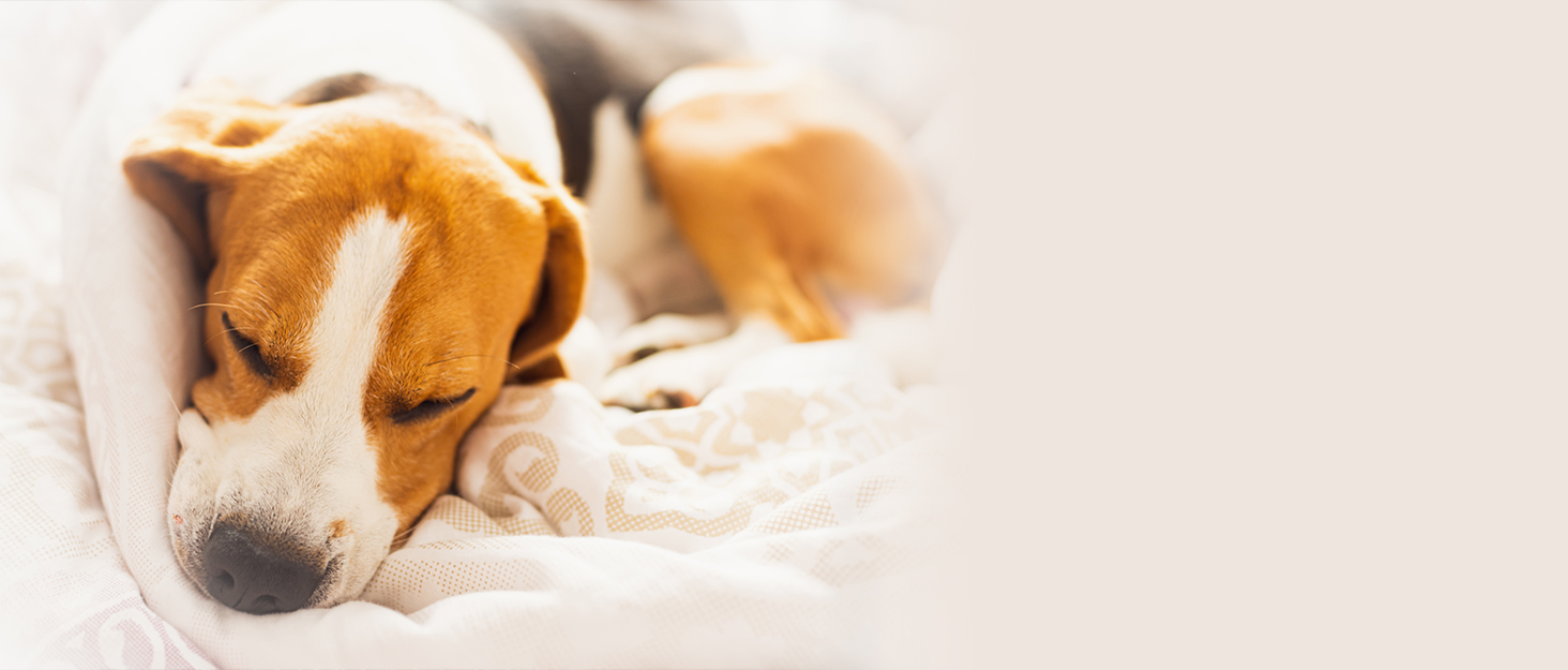 Tcksstex waterproof dog blanket