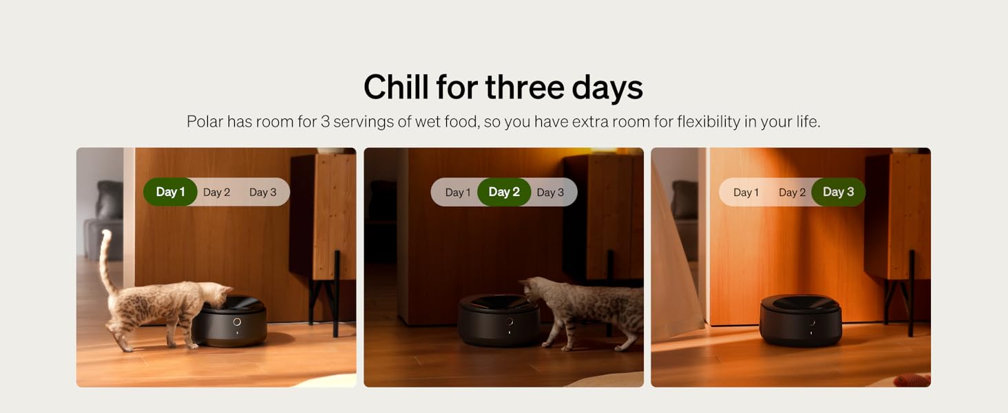 wet food automatic feeder
